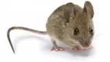 mouse-pest-control0-1545705014.jpg